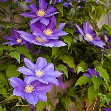 Image result for Clematis