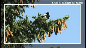 Elster Der Schreihals Youtube