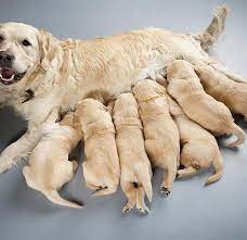 Mastitis In Nursing Mother Dogs American Kennel Club