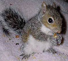 How To Tell The Age Of A Squirrel By Pictures Baby Squirrel Cute Squirrel Squirrel Pictures