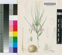 Image result for Walleria nutans