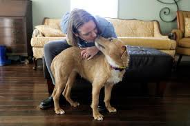 Maybe you would like to learn more about one of these? Cats And Dogs Up For Adoption Are Finding Homes With Quarantined Americans The New York Times