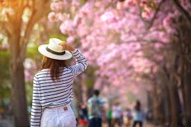 History Of Cherry Blossom Season In Washington Dc Visit Montgomery