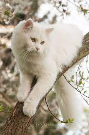 unser weisser riese davinci von blumelsbachtal weisse katzen katzen susse katzen