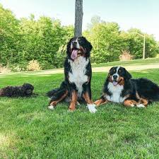 The bernese mountain dog has a very amiable personality. Bernese Mountain Dog Puppies Home Facebook