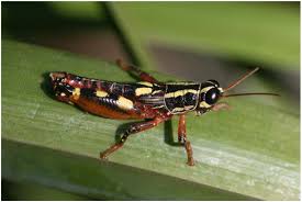 Carapace is a dorsal upper section of the exoskeleton or shell in a number of animal groups the maxillary palps on a grasshopper function as a sensory organ. Globally Threatened Biodiversity Of The Eastern Arc Mountains And Coastal Forests Of Kenya And Tanzania