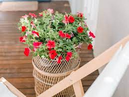 Back of the bed height, pollinator gardens, cut flower gardens, large patio planters. 8 Best Flowering Container Garden Plants For Sunny Areas