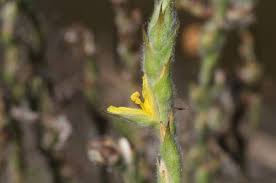 Image result for Allophylus fulvotomentosus