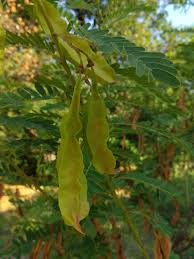 Image result for Sesbania punicea