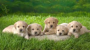 what are the most popular dog breeds in the world http www pouted com p 11607 puppies labrador retriever puppies popular dog breeds