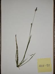 Image result for Scleria nyasensis