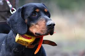 Image result for slovenský kopov