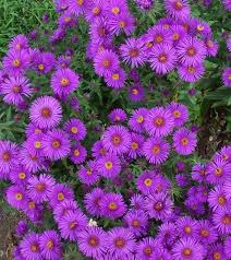 Having problems with aster & evergreen inc.? New England Aster Seeds Aster Novae Angliae Aster Flower Flower Seeds Online Flower Seeds