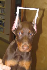 This is done so the ear stands up and creates a look or standard for some dog breeds. Ear Crop Surgeries Summitview Cowiche Veterinary Clinic