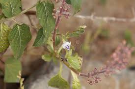 Image result for Justicia striata