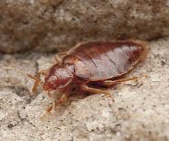 Alo hotel by ayres orange bed bugs. Pest Control In Orange County Ca Admiral Pest Control