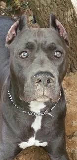 pin by jason de luna on misc dogs beautiful dogs bully dog pitbulls