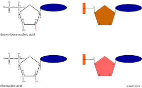 Image result for Nucleic Acid