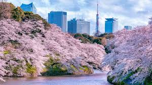 Bunga yang berwarna merah muda ini memang indah dan digandrungi para pelancong yang sengaja mendaratkan perjalanan di jepang. 10 Tempat Di Tokyo Untuk Melihat Bunga Sakura Di Musim Semi Ini