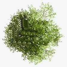 Find & download free graphic resources for palm tree. Tree Plan Png Free Hd Tree Plan Transparent Image Pngkit