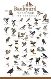 The Bird Store And More Backyard Feeder Birds Of The Northeast Poster In 2020 Backyard Birds Watching Backyard Birds Birds