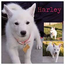 Maybe you would like to learn more about one of these? Garden City Mi Husky Meet Harley A Pet For Adoption