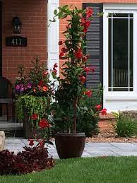 I Love This Stunning Dipladenia It S An Annual But Has Striking Red Trumpet Shaped Flowers All Along A Vigorous Vine What Plants Florida Landscaping Garden