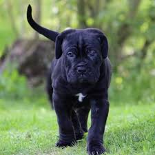 If you insist on keeping them in a small dwelling, they need plenty of outdoor exercise. Cane Corso Corsarii New Zealand Kennel Home Facebook