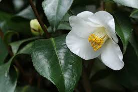 A refreshing, fruity and floral blend of green tea with tropical herbs and citrus. 60 Herbal Plants To Grow For Homemade Tea Empress Of Dirt