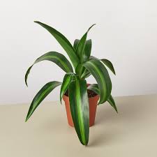 Image result for Dracaena laxissima