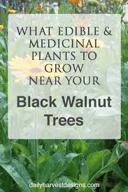 How To Have An Edible Garden Under Black Walnut Trees Daily Harvest Designs Llc Black Walnut Tree Walnut Tree Edible Landscaping