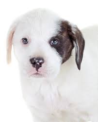 It will depend entirely on the genes your puppy inherits. 33 Labrador Mixed Breeds Lovable Lab Mixes With Lifelong Loyalty