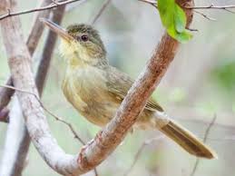 Image result for Tetracera boiviniana