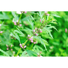 Image result for Leonurus japonicus