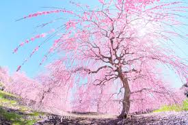 47k likes · 1,422 talking about this. æ¢… æ²³æ´¥æ¡œã‚'åŒæ™‚æœŸã«æ¥½ã—ã‚ã‚‹ 3æœˆã®ä¸‰é‡ã¯çµ¶æ™¯ã ã‚‰ã'