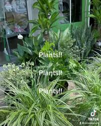 Unique flowers, plants and containers as well as gifts, orchid plants, succulents, air plants home and garden decor. Bloomwoods Flowers Events