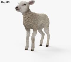3d Model Of Lamb Hd 3d Model Animals Lamb