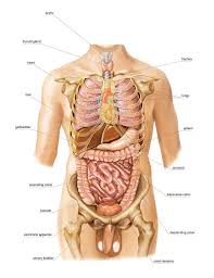 Image result for internal organs