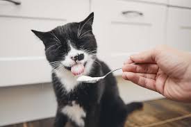 Kedi Malti Nedir Ne Ise Yarar Hayvan Ajans