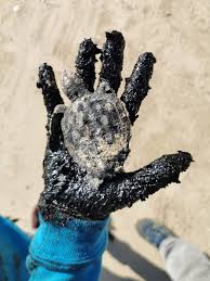 After surviving marine oil spill, young turtles heal with fish, mayo and love the times of israel16:56. Israeli Ngos Say Oil Spill A Wake Up Call For Better Sea Conservation