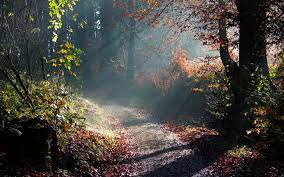 Forest Sunny Morning Macbook Pro Wallpaper Hd Hd Wallpapers Source Autumn Landscape Nature Photography Nature