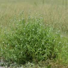 Image result for Acrotome thorncroftii