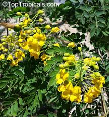 Image result for Caesalpinia cassioides