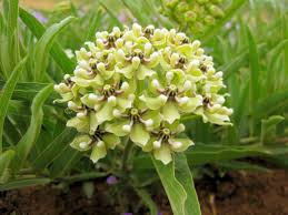 Image result for Asclepias aurea