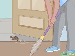 You can also cut through the toilet roll lengthwise, fold it and. 3 Ways To Get A Mouse Out Of The House Wikihow Life