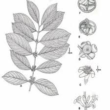 Image result for Empogona cacondensis