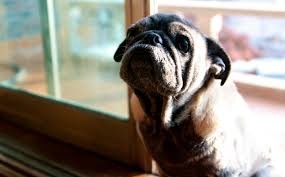 Canine Vestibular Disease Can Look Like A Stroke But Is Something Else Entirely Barkpost