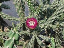 Image result for Opuntia imbricata