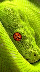 Green Nature Animals Animals Beautiful Snake