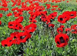 Poppy - Anzac POPANZ | Awapuni Nurseries | New Zealand